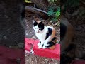 Трехцветный котик с рыжими пятнами белыми,  и черными пятнами