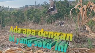 BL penghancur pikat kawan sehobby@Tekukur Buhit