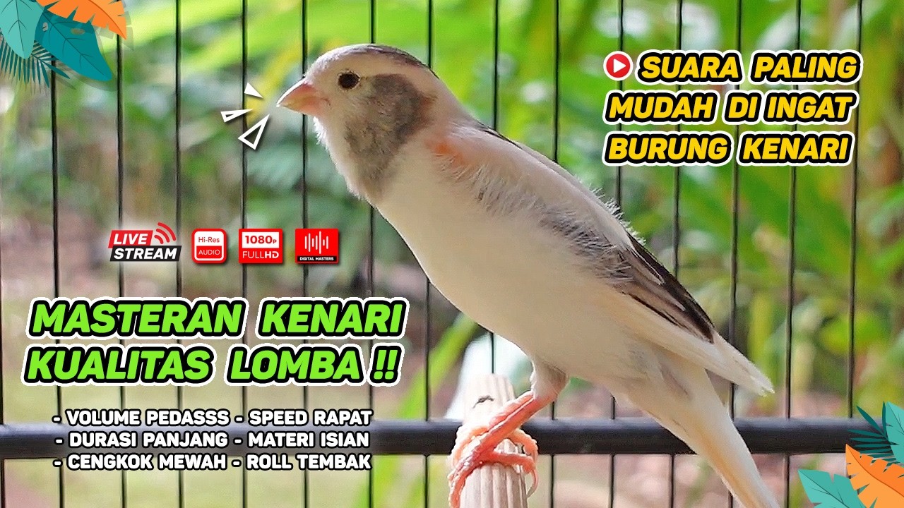 Kenari GACOR NGEREK‼️ Masteran Kenari PAUD dan Pancingan Kenari MACET BUNYI dan Betina NGIWIR - 225