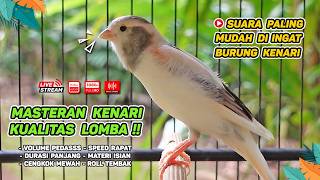 Download Lagu Kenari GACOR NGEREK‼️ Masteran Kenari PAUD dan Pancingan Kenari MACET BUNYI dan Betina NGIWIR - 225 MP3