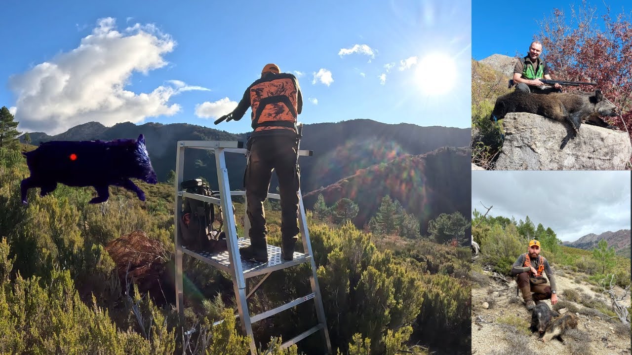 Tirs de 6 sangliers en battue 💥 chasse en Corse à Bastelica 