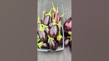Eggplant Harvesting Time "Tips for Success" #eggplant #garden #plants