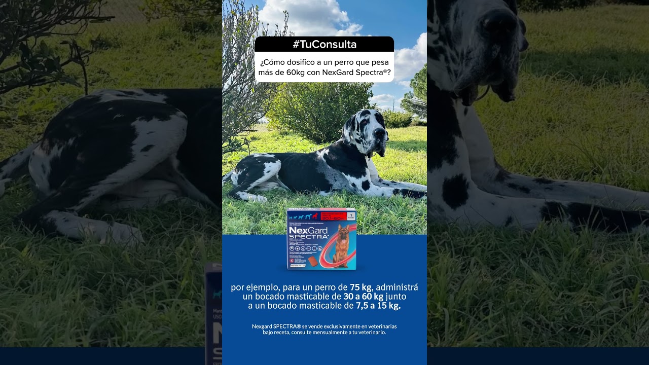 Cuidá a tu perro con NexGard Spectra®