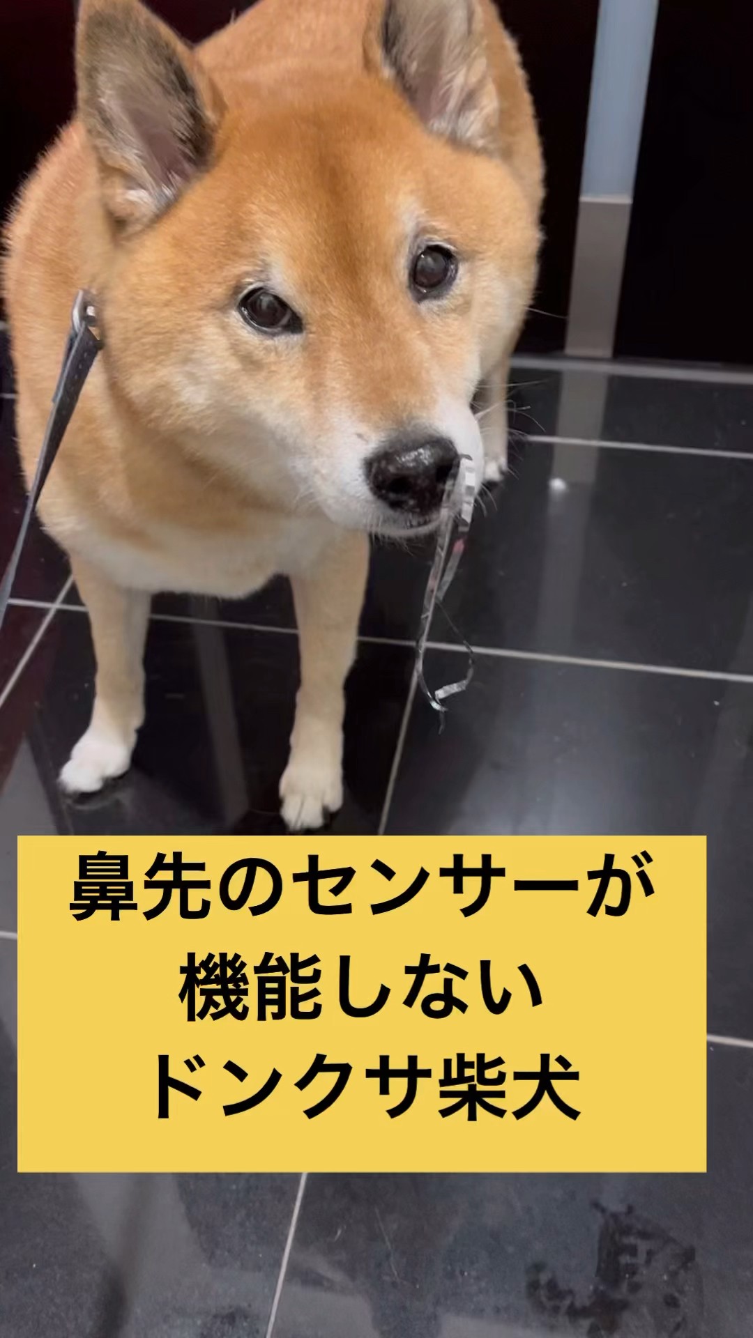 気付かんか？笑 #柴犬 #shibainu #おもしろ - YouTube
