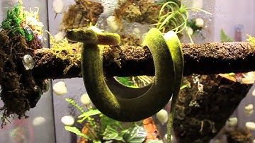 Green Tree Python Vivarium