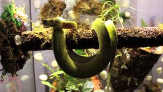 Green Tree Python Vivarium