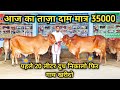 35000 में मिल रही है बहुत अछे दूध वाली गाय। 22 cows for sale at Tiku Ram Rao g Dairy Farm