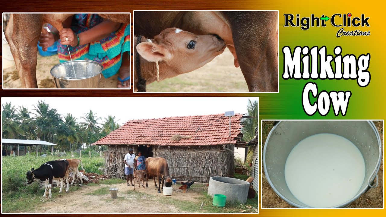 milking cow | milking | cow and calf | cow in a village | Indian cow |  milking method | cow milk | - YouTube