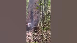 tebang kayu balak#constructionequipment#stihll070#tukangtumbang#kayubalak#timurberkarya