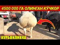 4500 000 ГА ОЛИНГАН КУ́ЧКОР ХОРАЗМ БОГОТ КУ́Й КУ́ЧКОР НАРХЛАРИ БУГУН БАЙРАМ БОЗОРИ ХОРАЗМ БОЗОР