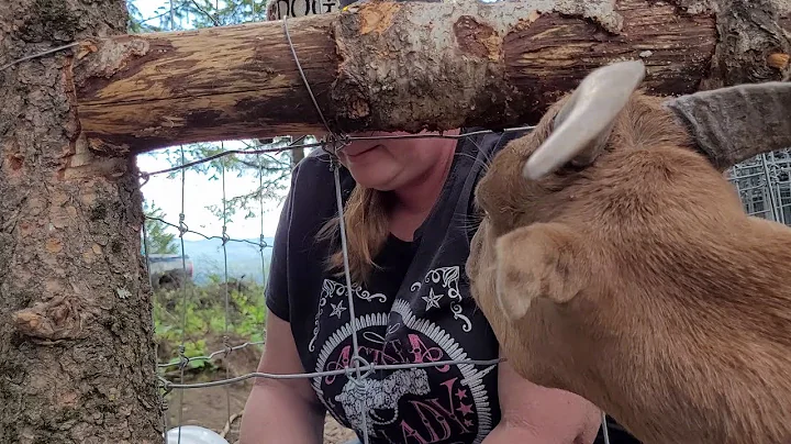 Super simple CHEAP Goat Fence that REALLY keeps GOATS in// VLOG