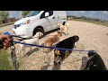 Fence Reactivity Rehabilitation At Dog Park W/ 5 Dogs!