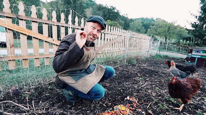 How I Feed 7 Chickens on $0 a day