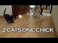 Funny Cats VS Chick | Dos gatos contra un pollito