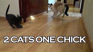 Funny Cats VS Chick | Dos gatos contra un pollito