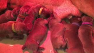 Full Lucee's litter week1 Guide