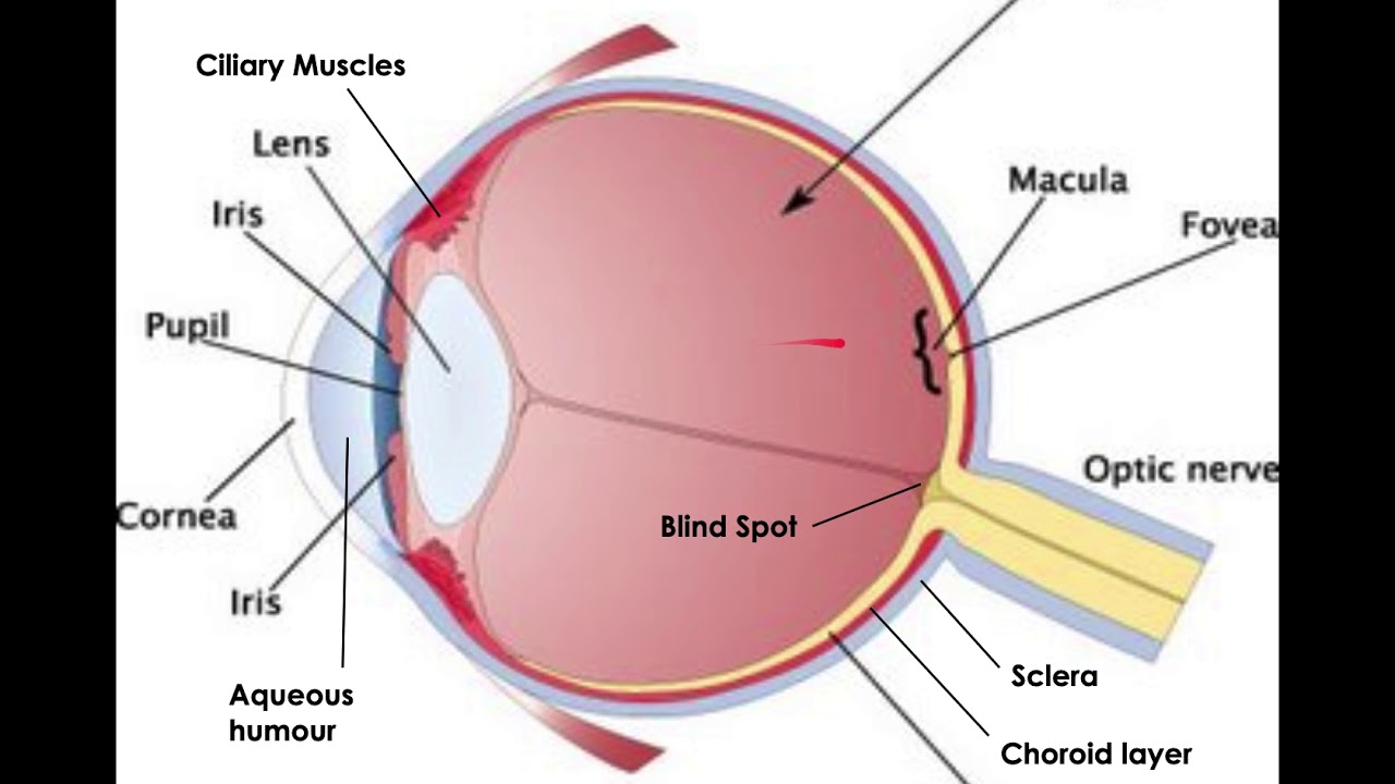 Сетчатка буква. Строение глазного яблока анатомия. Строение глаза сетчатка роговица хрусталик. Склера сетчатка роговица. Строение глазного яблока человека рисунок.