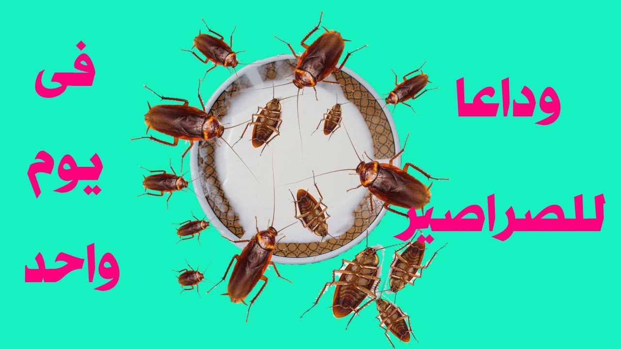 وداعا للصراصير الكبيرة والصغيرة فى يوم واحد وعن تجربة