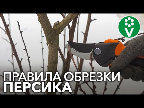 Видео: Обрезка персикового дерева: узнайте, как и когда обрезать персиковые деревья