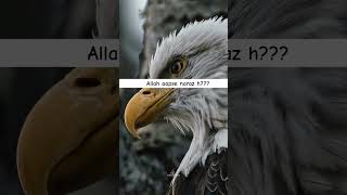 Allah jb naraz hota h #allah #muslim #bayan