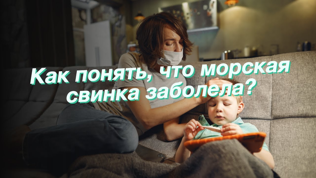 Как понять, что морская свинка заболела?