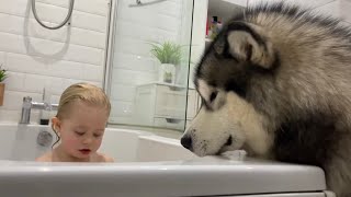 Giant Husky Supervises Bath Time! He's So Protective!!