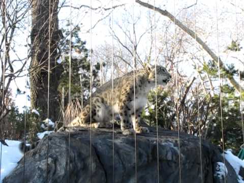 Chocolate the snow leopard being chatty