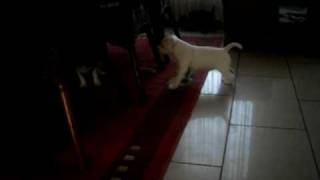 film en foto,s pups 7 maart 031.AVI