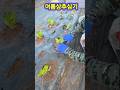 봄상추뽑고 여름상추 심기#셀러드상추#주말농장