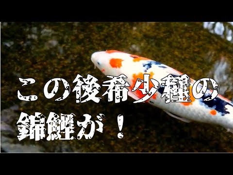 希少種！黄金に輝く錦鯉が神々しい！