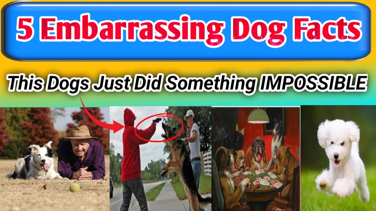 5 Amazing And Unique Dog Facts 5 Hilariously Weird Dog Facts That 5-amazing-and-unique-dog-facts-5-hilariously-weird-dog-facts-that