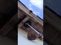 【ダイジャスト版】物干し竿を使ってスズメバチ駆除　#shorts #スズメバチ駆除 #スズメバチ #キイロスズメバチ #キイロスズメバチ キイロスズメバチ駆除