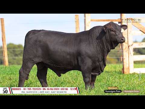 Lote 50 TAT TE24325 - Dia 14/08 Leilão Cab. Soldera - Cadastos Parceria Leilões - Trans. TV El Campo