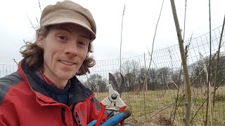 Growing a Living Structure - Simple Guide