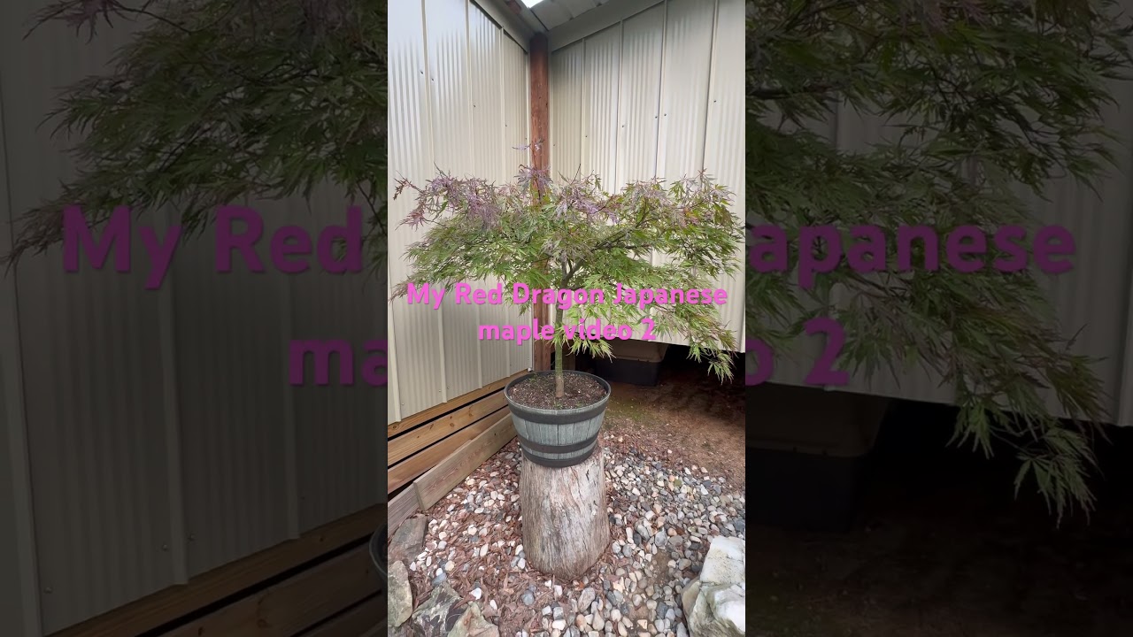 My Red Dragon Japanese maple video 2