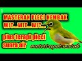 Masteran Pleci Nembak Wit Wit Wit Plus Terapi Pleci Mempercepat Pleci Buka Paruh Mp3 - Mp4 Download