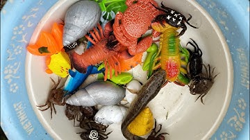 Binbotv tìm thấy các con vật trên sân con cua đỏ, ốc sên, ốc mượn hồn, con tôm,con cào cào...