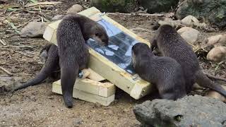 Tilt puzzle feeder @TeamBuildingwithBITE