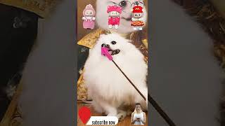 These CATS are too FUNNY! 🤣  New Cat Videos 2025 [cat1]