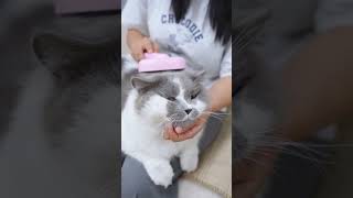 Chubby boy!  #aumuca #aumucacatbrush #catgrooming #catvideos #petbrush