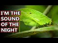 Katydid facts: called bush crickets but that's confusing! | Animal Fact Files
