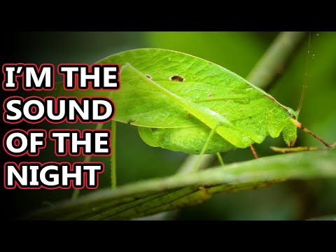 Video: Hur länge lever katydider?