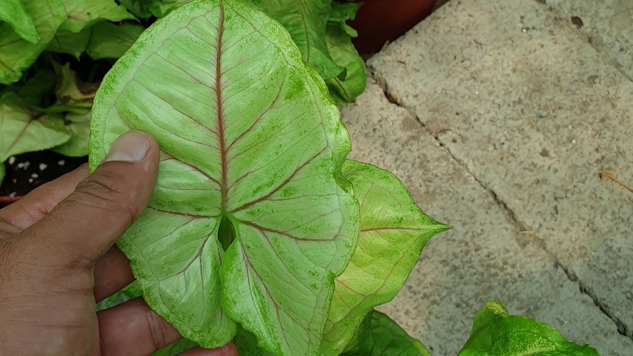 نبات رجل البطة من أسهل النباتات الظلية