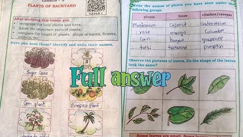 || class 2 nd EVS|| lesson -3 plants of backyard||#education #class2evs #class2