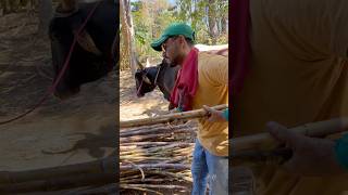 Moendo No Engenho Rodado A Boi Ça