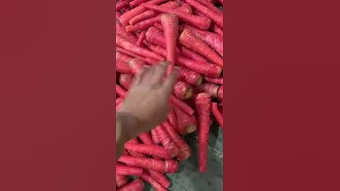 13-01-2024, Fresh Red Carrot 🥕, Sorting and Packing Process for Export from IMRAN TRADERS Shujabad