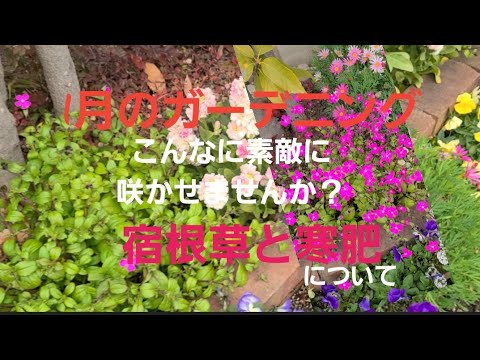 初めてのガーデニング 1月のガーデニング 宿根草と寒肥について Youtube