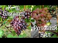 Кишмиш Близнец и Розовый Нил - новый формы винограда селекции Калугина В.М.