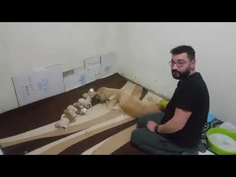 Video: Golden Retriever Son Derece Nadir 'Yeşil' Köpek Yavrusu Doğurur