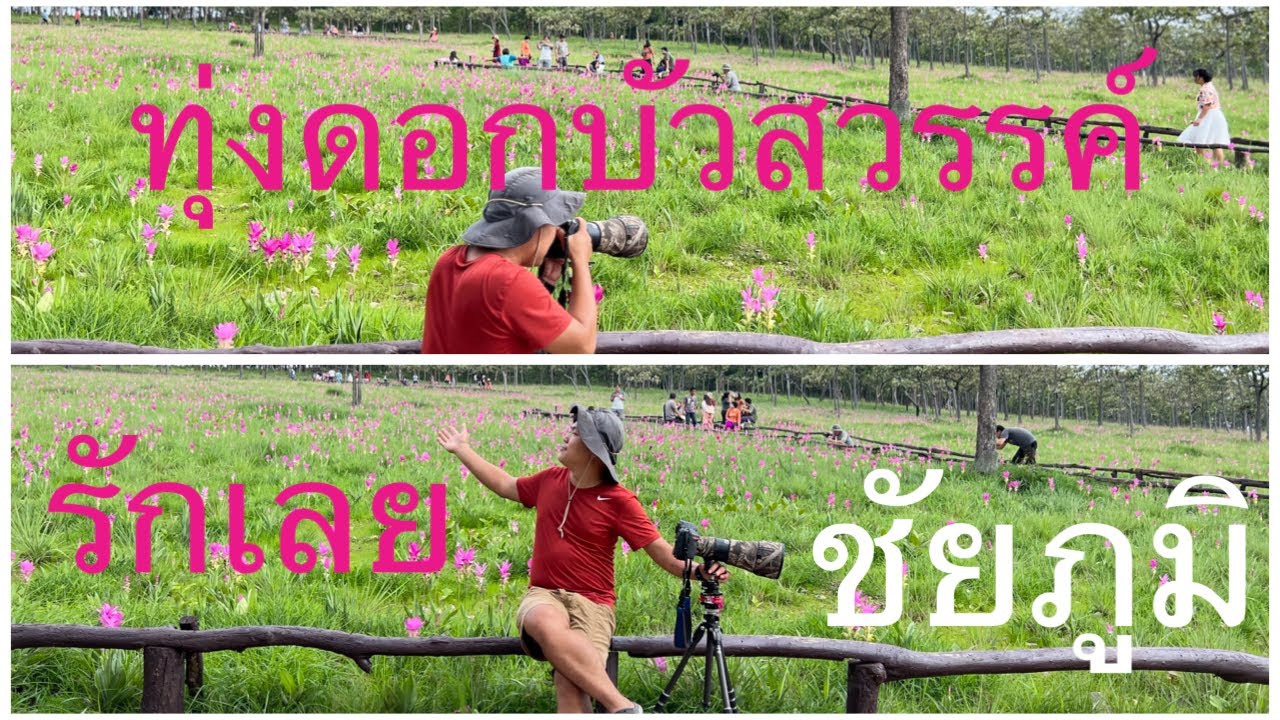 ไปได๋ | Go To Come | ทุ่งดอกบัวสวรรค์ อช. ไทรทอง จังหวัด ชัยภูมิ 09/07/2023￼
